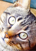 Regard captivant d'un chat tigr&eacute;